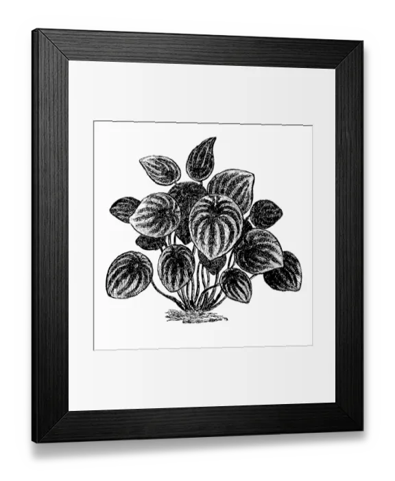 Framed Print : Watermelon Peperomia - Peperomia Argyreia