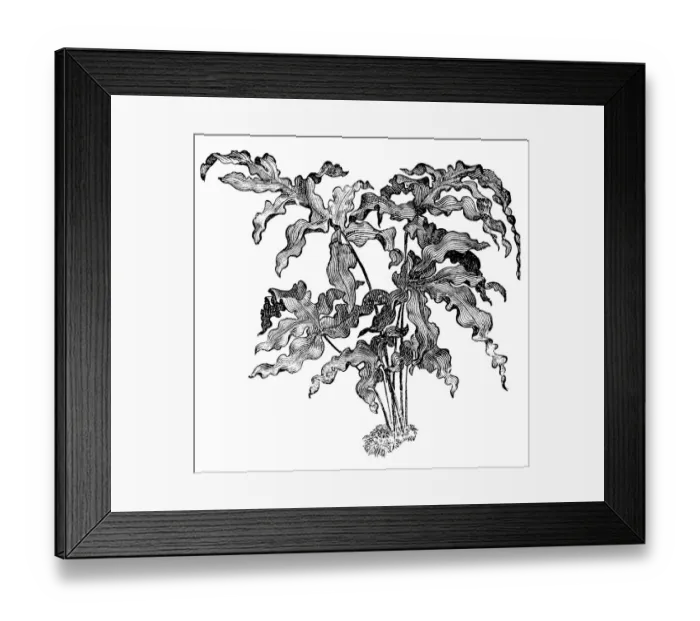Framed Print : Phlebodium aureum, blue star fern Framed Print : Phlebodium aureum, blue star fern