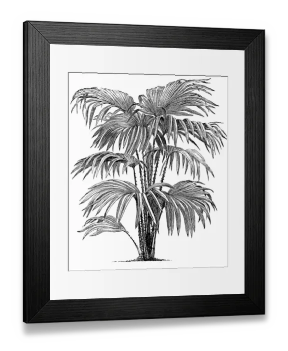 Framed Print : Livistona chinensis, the Chinese fan palm or fountain palm Framed Print : Livistona chinensis, the Chinese fan palm or fountain palm