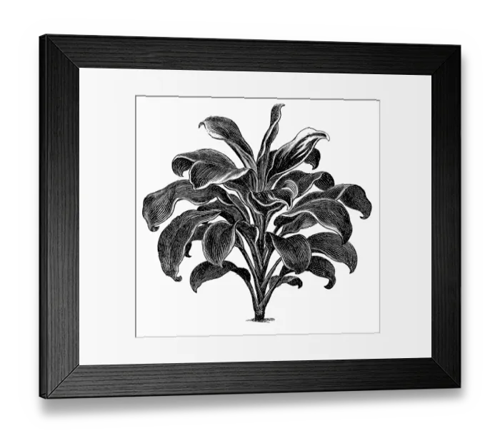 Framed Print : Queenly Dracaena (Dracaena regina)
