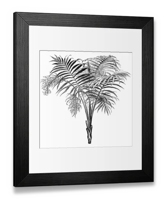 Framed Print : Chamaedorea lunata common names Pacayita, Tepejilote, Xate macho