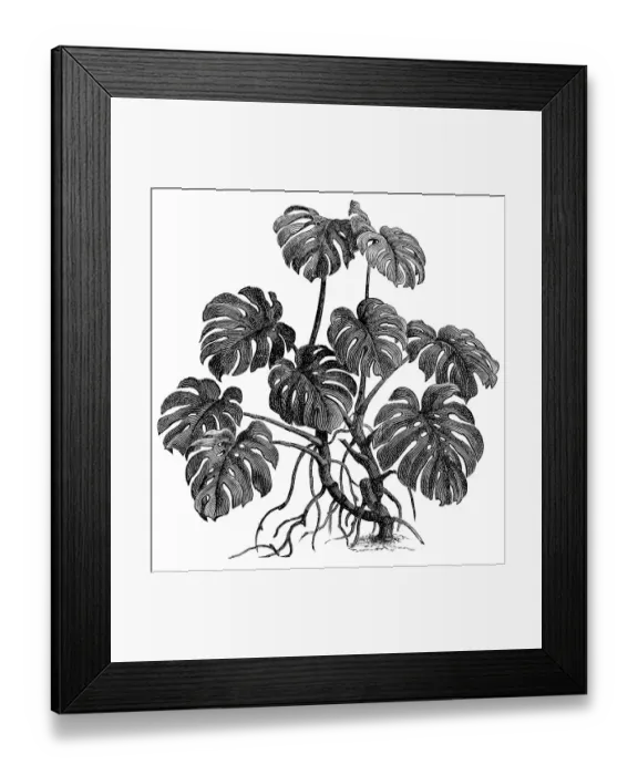 Framed Print : Philodendron (philodendron pertusum) Framed Print : Philodendron (philodendron pertusum)