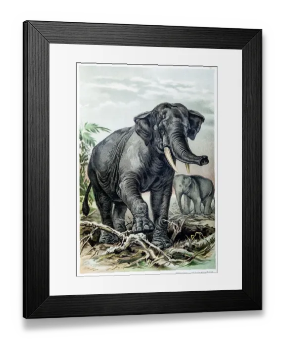 Framed Print : African Elephant Framed Print : African Elephant