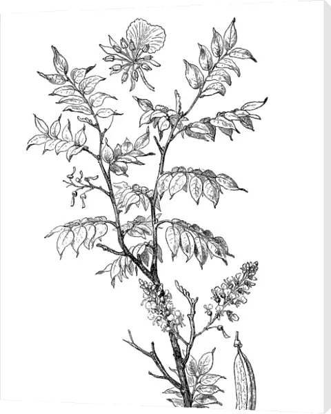 Quina (Myroxylon peruiferum)