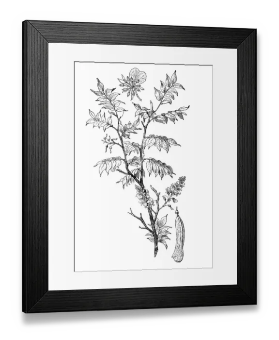 Framed Print : Quina (Myroxylon peruiferum) Framed Print : Quina (Myroxylon peruiferum)