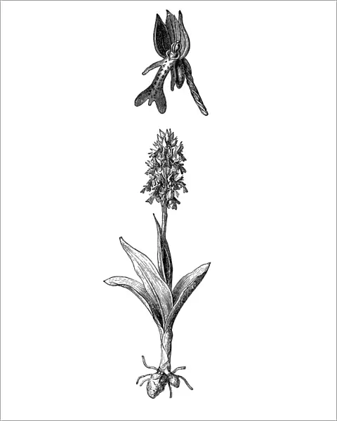 Orchis militaris, the military orchid