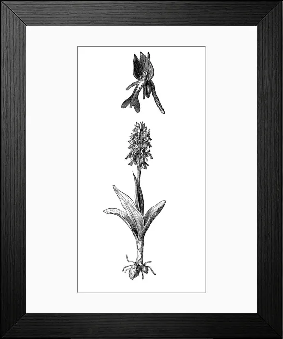 Framed Print : Orchis militaris, the military orchid Framed Print : Orchis militaris, the military orchid