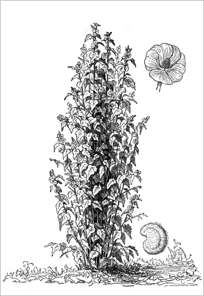 Althaea officinalis (marsh-mallow, marsh mallow or common marshmallow)