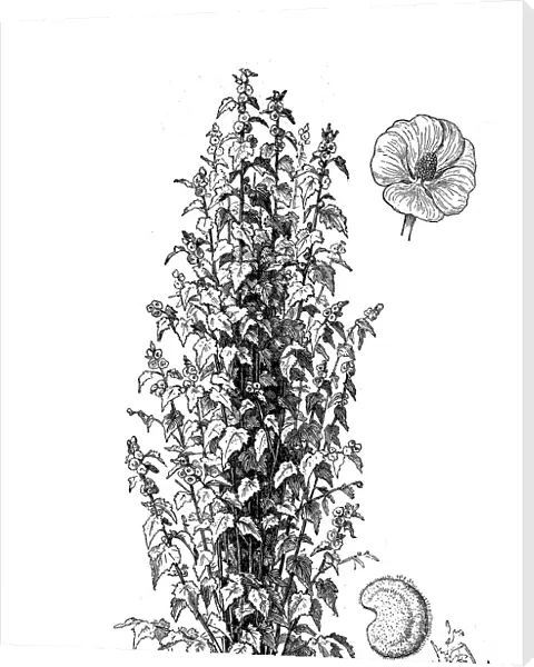 Althaea officinalis (marsh-mallow, marsh mallow or common marshmallow)