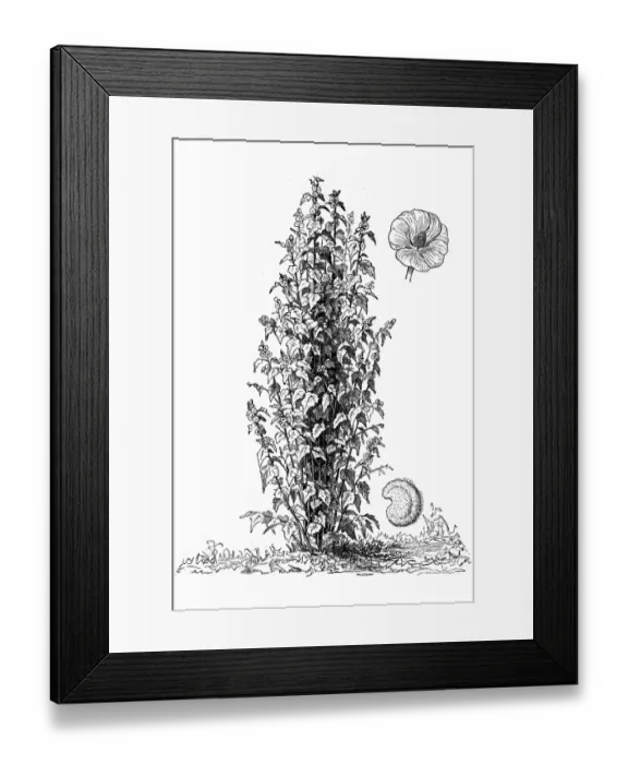 Framed Print : Althaea officinalis (marsh-mallow, marsh mallow or common marshmallow) Framed Print : Althaea officinalis (marsh-mallow, marsh mallow or common marshmallow)