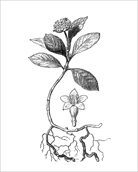 Ipecacuanha (Cephaelis Ipecacuanha)