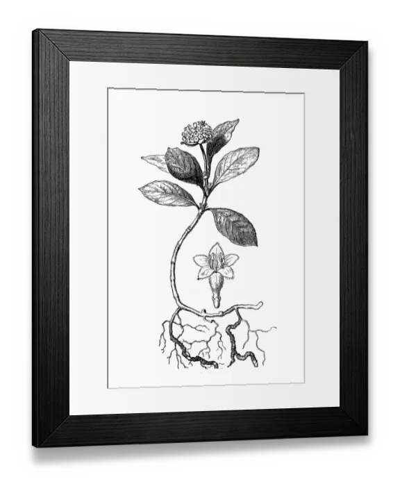 Framed Print : Ipecacuanha (Cephaelis Ipecacuanha) Framed Print : Ipecacuanha (Cephaelis Ipecacuanha)