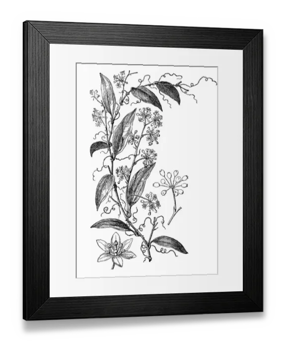 Framed Print : Smilax Pseudo Syphilitica (Medicinal plant)
