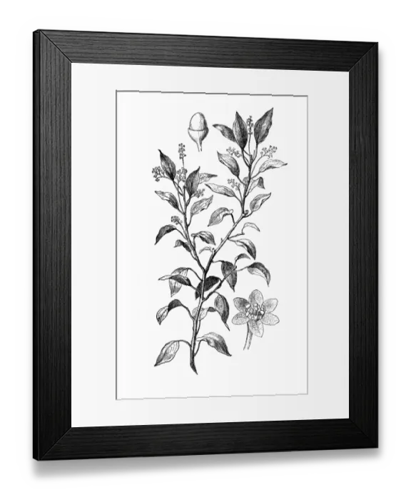 Framed Print : Laurel Camphor, Gum Camphor (camphora officinalis) Framed Print : Laurel Camphor, Gum Camphor (camphora officinalis)