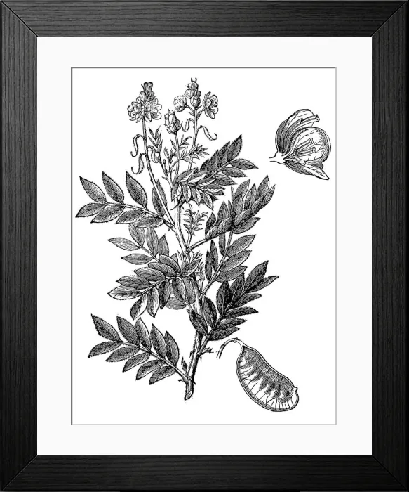 Framed Print : Senna (Cassia senna) Framed Print : Senna (Cassia senna)