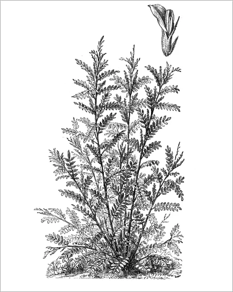 Liquorice or licorice (Glycyrrhiza glabra)