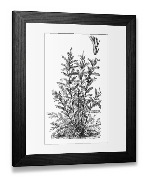 Framed Print : Liquorice or licorice (Glycyrrhiza glabra) Framed Print : Liquorice or licorice (Glycyrrhiza glabra)