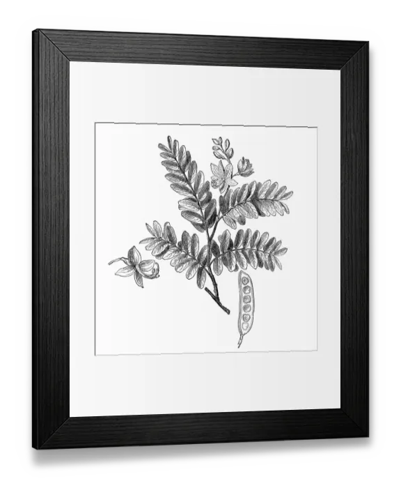 Framed Print : Tamarind (Tamarindus indica) Framed Print : Tamarind (Tamarindus indica)