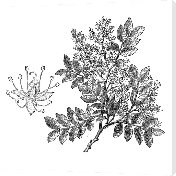 Diesel Tree, Rashed Tree and Salam tree (copaifera langsdorffii)