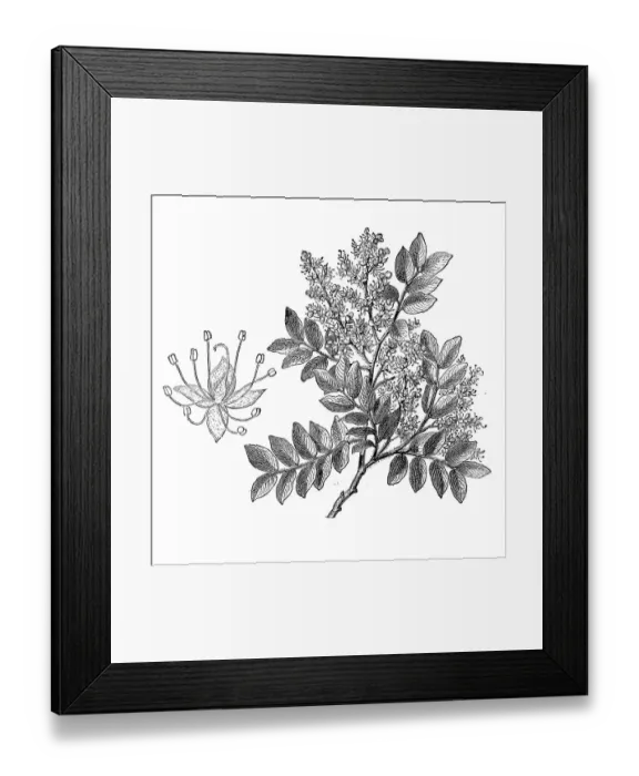 Framed Print : Diesel Tree, Rashed Tree and Salam tree (copaifera langsdorffii) Framed Print : Diesel Tree, Rashed Tree and Salam tree (copaifera langsdorffii)