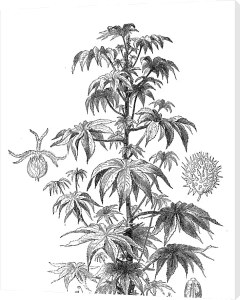 Ricinus communis, the castorbean or castor-oil-plant (ricinus communis)