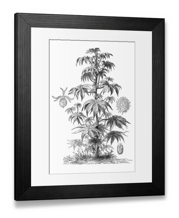 Framed Print : Ricinus communis, the castorbean or castor-oil-plant (ricinus communis)