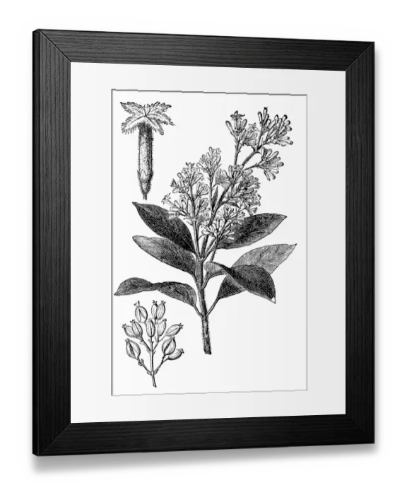 Framed Print : Quinine (cinchona calisaya) Framed Print : Quinine (cinchona calisaya)