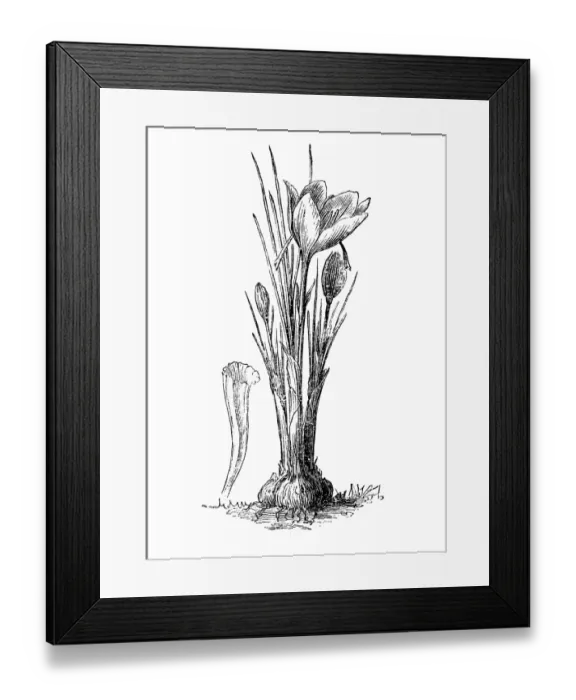 Framed Print : Crocus sativus, commonly known as saffron crocus, or autumn crocus Framed Print : Crocus sativus, commonly known as saffron crocus, or autumn crocus