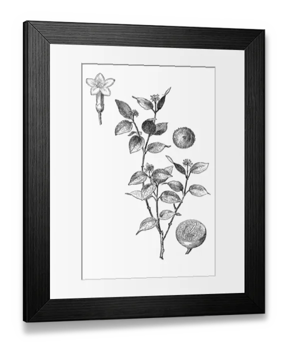 Framed Print : The strychnine tree (Strychnos nux-vomica) Framed Print : The strychnine tree (Strychnos nux-vomica)