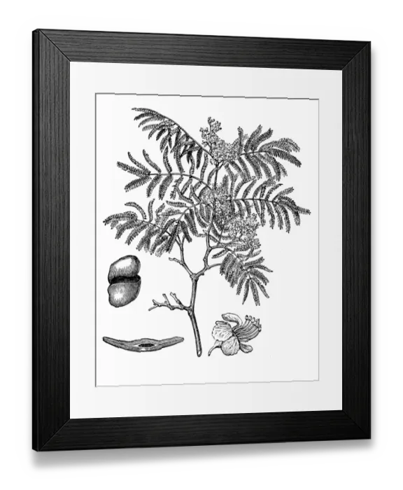 Framed Print : Divi-divi Tree - Caesalpinia coriaria Framed Print : Divi-divi Tree - Caesalpinia coriaria