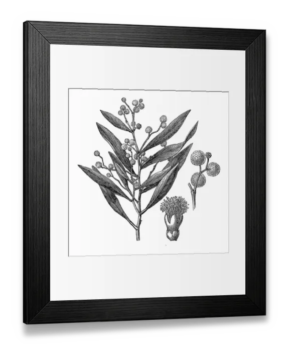 Framed Print : Mountain Hickory Wattle (Acacia peninervis) Framed Print : Mountain Hickory Wattle (Acacia peninervis)