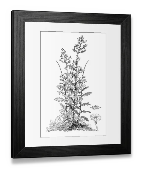 Framed Print : Wild lettuce (Lactuca virosa) Framed Print : Wild lettuce (Lactuca virosa)