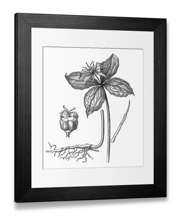 Framed Print : Paris quadrifolia, the herb-paris or true lovers knot Framed Print : Paris quadrifolia, the herb-paris or true lovers knot