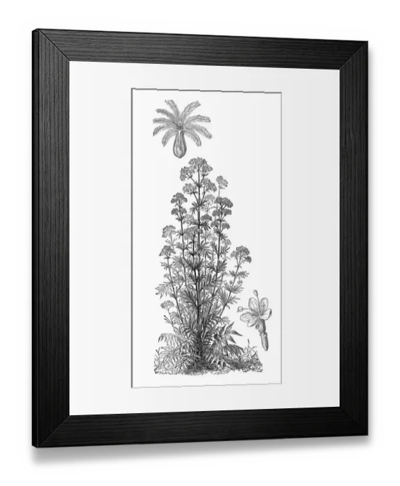 Framed Print : Valerian (Valeriana officinalis, Caprifoliaceae) Framed Print : Valerian (Valeriana officinalis, Caprifoliaceae)