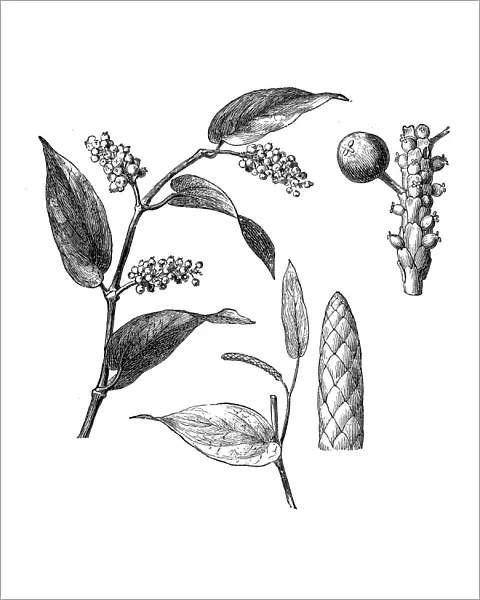 Piper cubeba, cubeb or tailed pepper