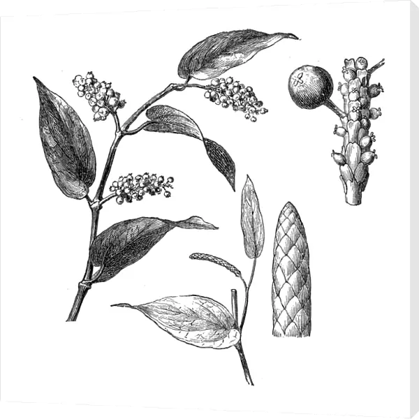 Piper cubeba, cubeb or tailed pepper