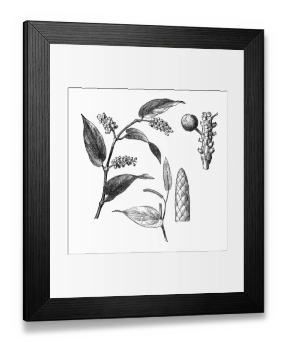 Framed Print : Piper cubeba, cubeb or tailed pepper Framed Print : Piper cubeba, cubeb or tailed pepper