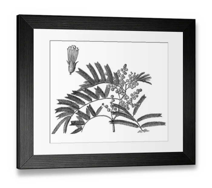 Framed Print : Acacia mearnsii (Black Wattle) Framed Print : Acacia mearnsii (Black Wattle)