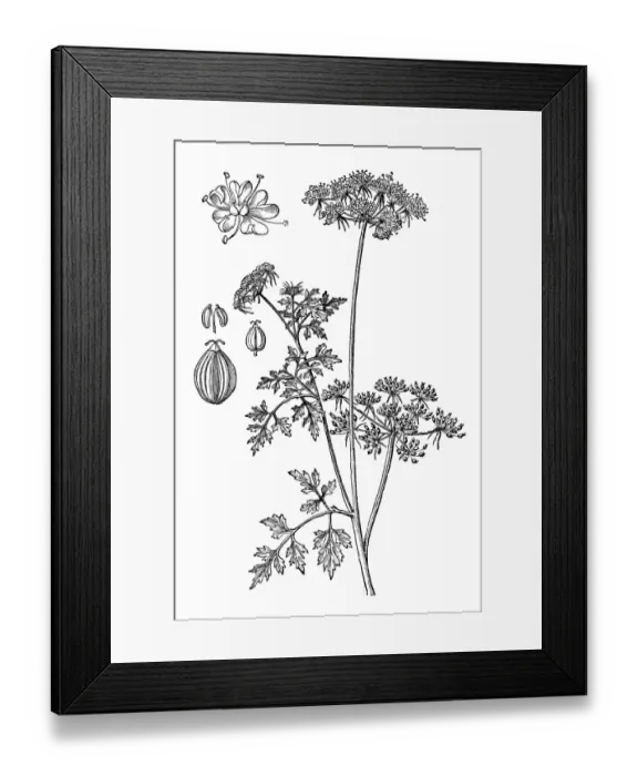 Framed Print : Fools Parsley. Aethusa cynapium Framed Print : Fools Parsley. Aethusa cynapium
