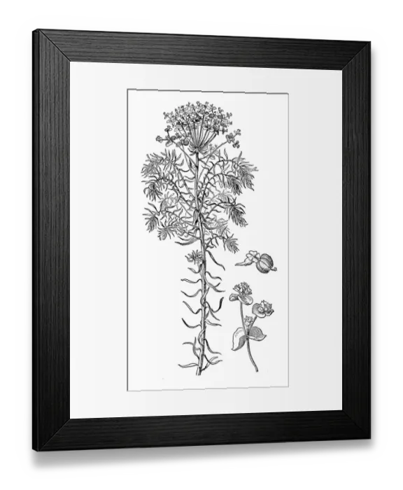 Framed Print : Euphorbia cyparissias (Cypress Spurge) Framed Print : Euphorbia cyparissias (Cypress Spurge)