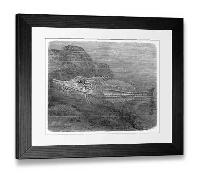 Framed Print : Panzerfisch (Peristethus cataphractum) Framed Print : Panzerfisch (Peristethus cataphractum)
