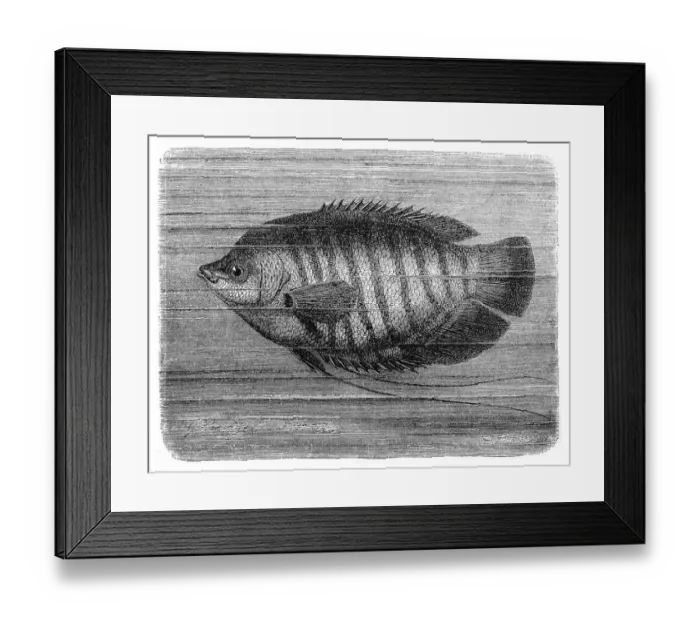 Framed Print : The giant gourami (Osphronemus goramy) Framed Print : The giant gourami (Osphronemus goramy)