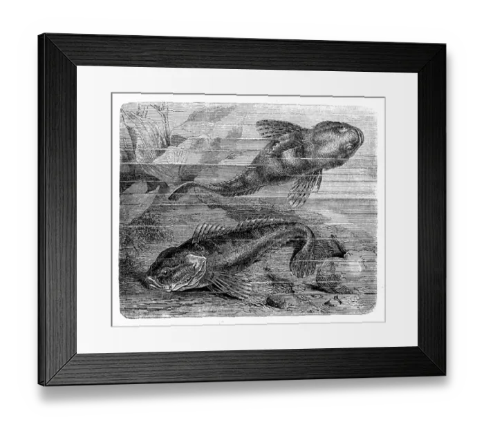 Framed Print : The European bullhead (Cottus gobio) Framed Print : The European bullhead (Cottus gobio)