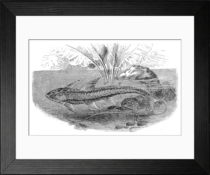 Framed Print : Loricaria cataphracta or the chocolate loricariid Framed Print : Loricaria cataphracta or the chocolate loricariid