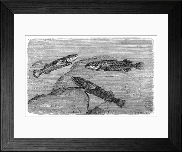 Framed Print : Lepadogaster bimaculatus Framed Print : Lepadogaster bimaculatus