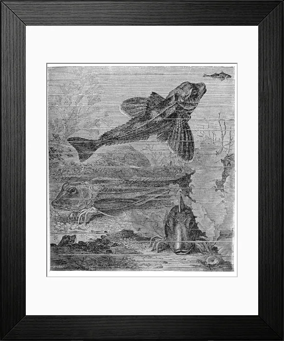 Framed Print : Smallscaled gurnards (trigla hirundo)
