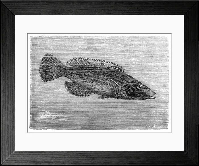 Framed Print : The cuckoo wrasse (Labrus mixtus) Framed Print : The cuckoo wrasse (Labrus mixtus)