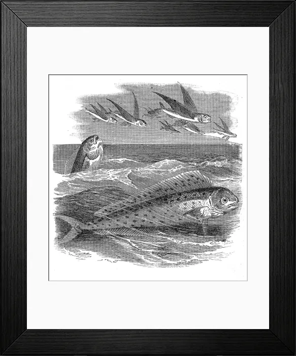 Framed Print : The mahi-mahi or common dolphinfish (Coryphaena hippurus) Framed Print : The mahi-mahi or common dolphinfish (Coryphaena hippurus)