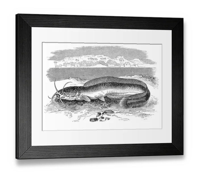 Framed Print : Clarias anguillaris, catfish also known as the mudfish Framed Print : Clarias anguillaris, catfish also known as the mudfish