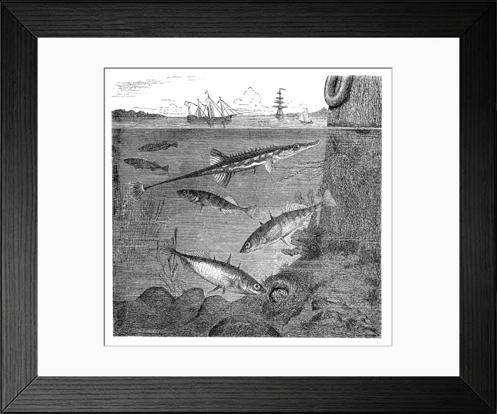 Framed Print : Fifteenspine stickleback (Spinachia spinachia) and Three-spined stickleback (Gasterosteus aculeatus) (bottom) with nes Framed Print : Fifteenspine stickleback (Spinachia spinachia) and Three-spined stickleback (Gasterosteus aculeatus) (bottom) with nes